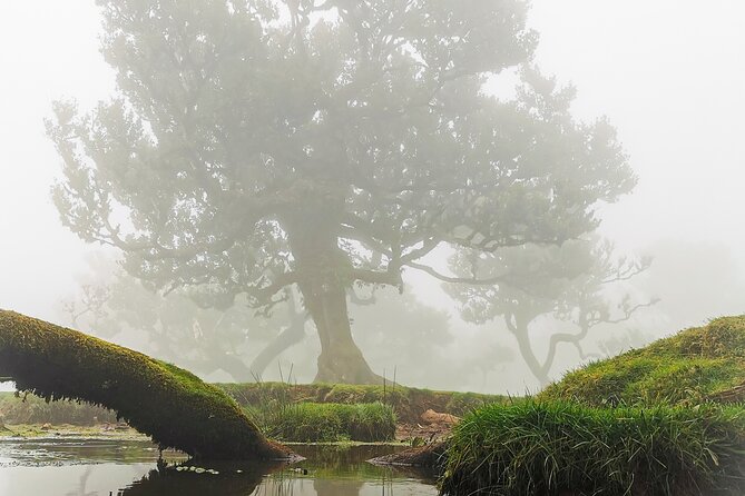 4x4 Jeep Tour to the West & Northwest of Madeira - Fanal Forest and the high plateau