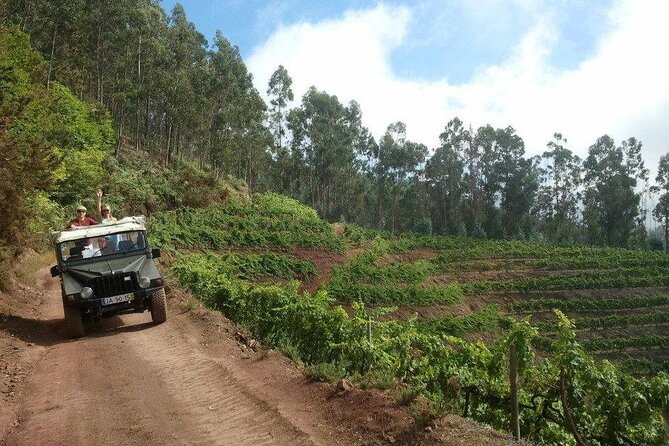 4x4 Safari Half day Poncha, Mountains, Vineyards and Cabo Girão Small group - Câmara de Lobos brings the tour down to sea level
