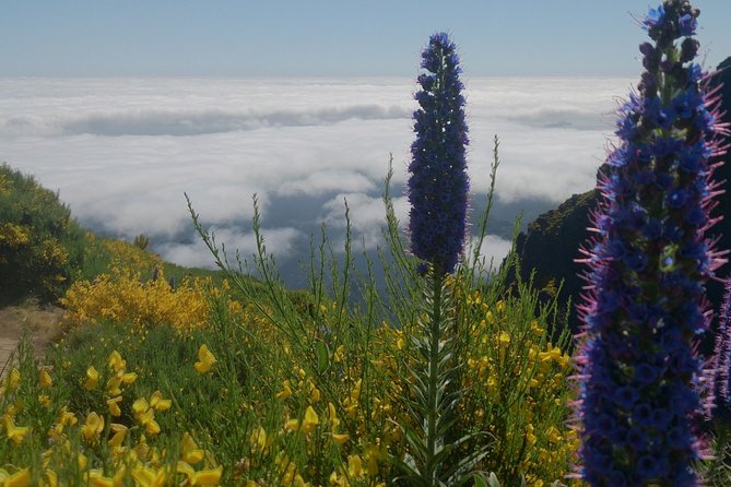 Achadas Teixeira- Pico Ruivo -& Pico pedras/Queimadas forest walk - Six hours, transport, and group size