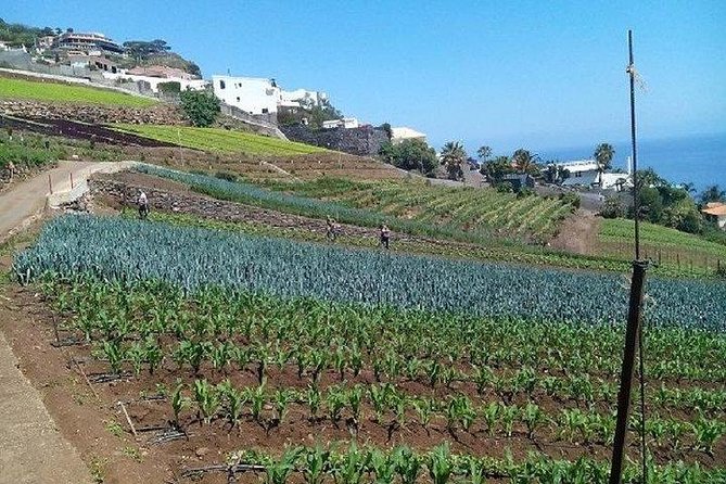 Agriculture Green Tour - Why this farm tour shows you a different Madeira