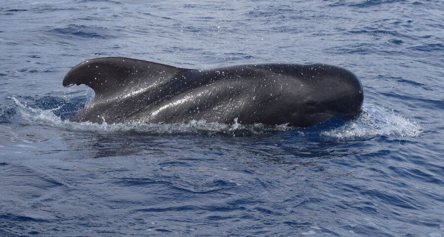 All Inclusive Whale and Dolphin Watching Luxury Tour - Key points to know before booking