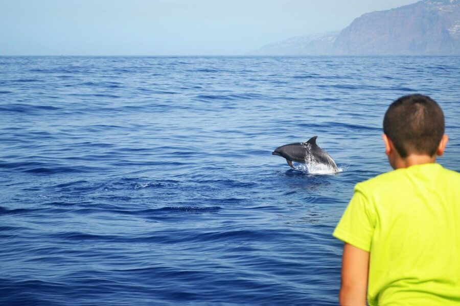 All Inclusive Whale and Dolphin Watching Luxury Tour - The secret stop after the wildlife search