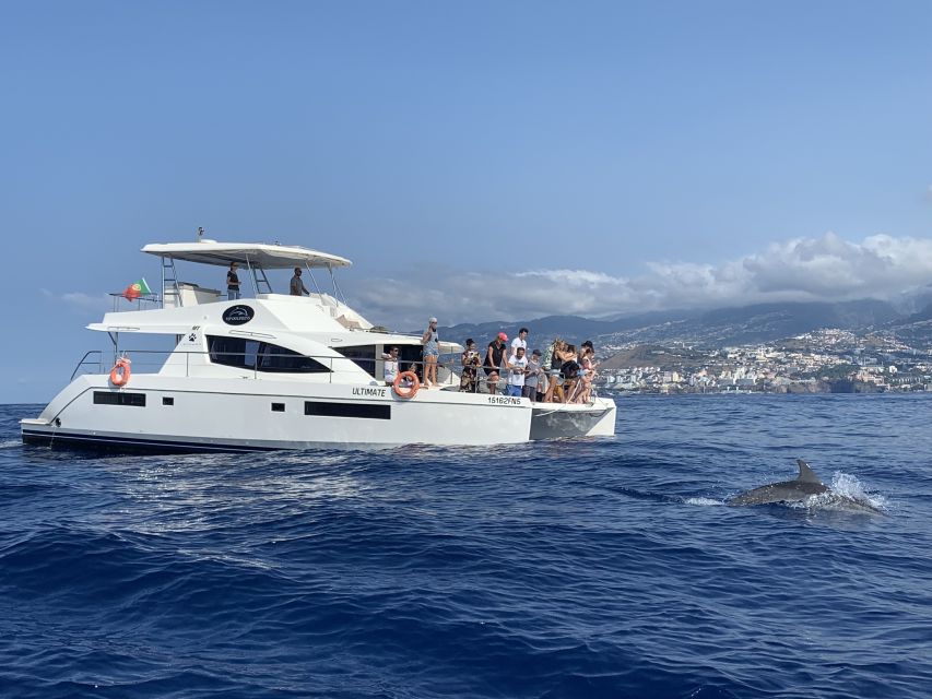 All Inclusive Whale and Dolphin Watching Luxury Tour - Cabo Girão: 30 minutes below Madeira’s great cliff
