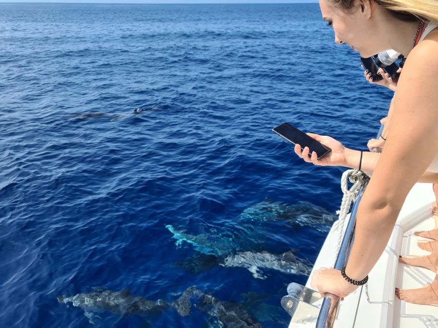 All Inclusive Whale and Dolphin Watching Luxury Tour - The final 45 minutes back to Funchal