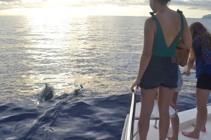 All Inclusive Whale and Dolphin Watching Luxury Tour - Why the small group changes the experience