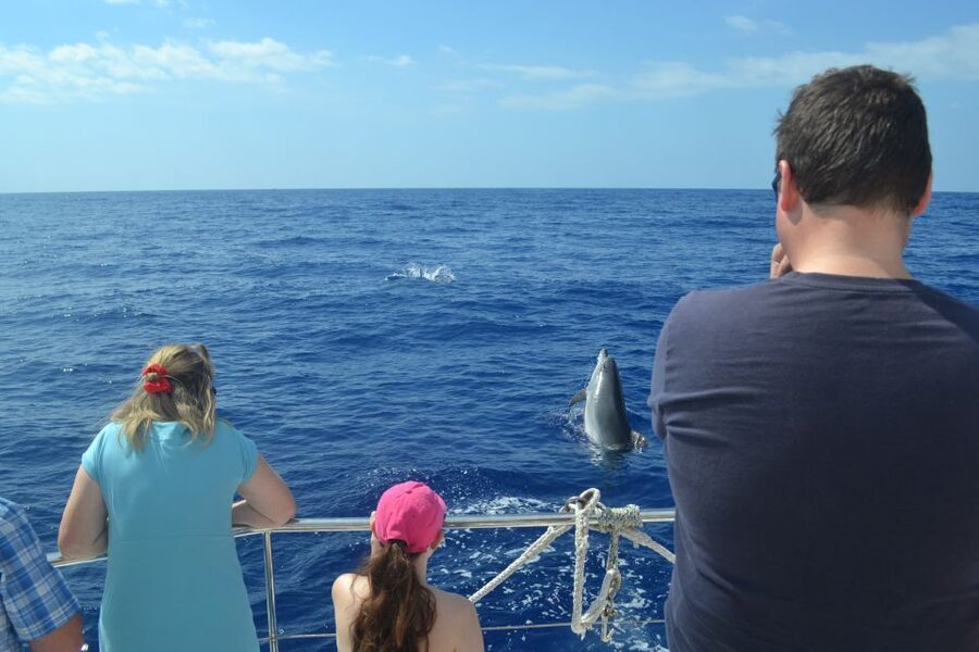 All Inclusive Whale and Dolphin Watching Luxury Tour - Wildlife ethics and what you may see