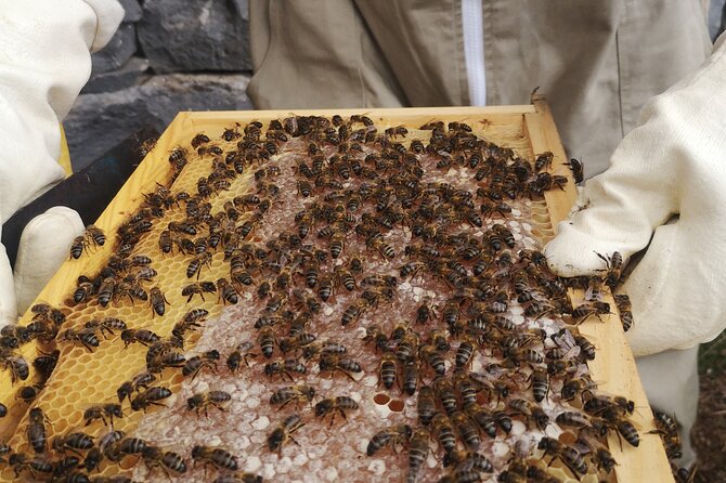 Amazing experience with Bees, honey and Pollen in Madeira Island - Starting with the hive’s basic design