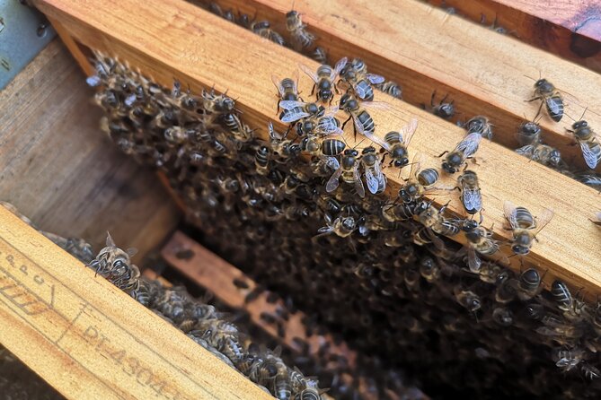 Amazing experience with Bees, honey and Pollen in Madeira Island - Opening the hives and reading bee behavior