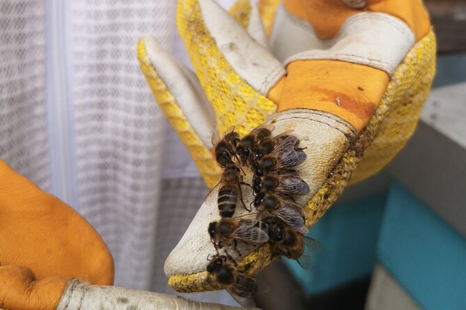 Amazing experience with Bees, honey and Pollen in Madeira Island - Honey, fresh pollen, cheese, and cider