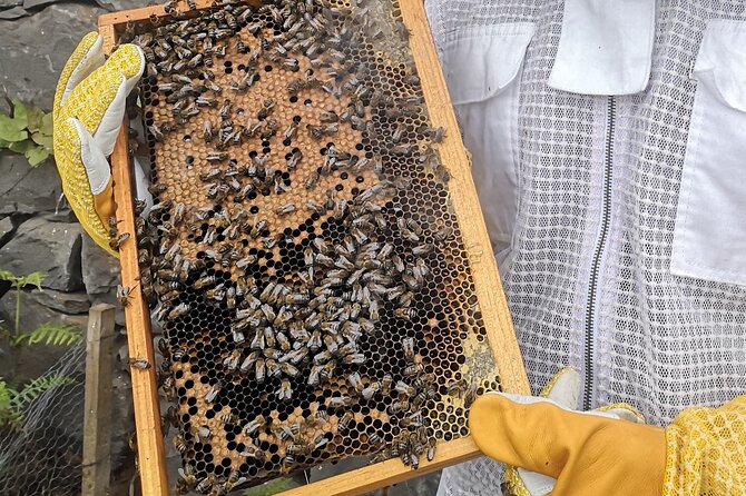 Amazing experience with Bees, honey and Pollen in Madeira Island - Why the private format matters