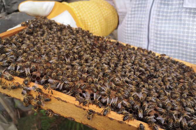 Amazing experience with Bees, honey and Pollen in Madeira Island - Price, length, and the real value