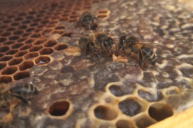 Amazing experience with Bees, honey and Pollen in Madeira Island - Searching for the queen and watching new bees