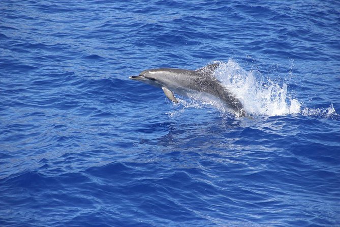 Arieiro Peak and Cristo Rei 4x4 Experience + Dolphins Watching - One day, two very different Madeiras