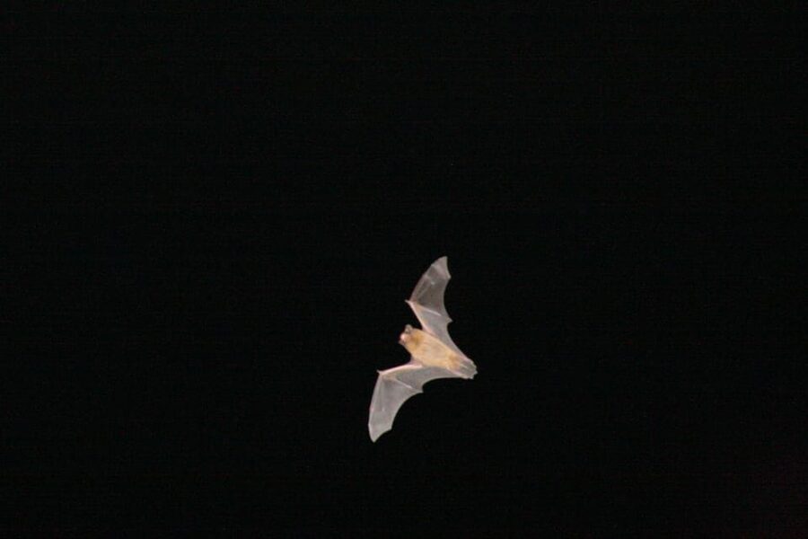 Bat Watching Madeira - Key points about Madeira Bat Watching