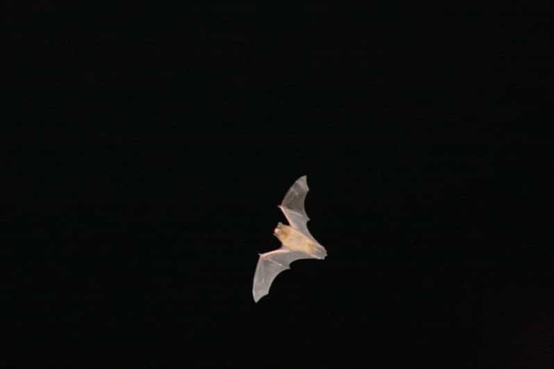 Bat Watching Madeira - Why this night tour is different