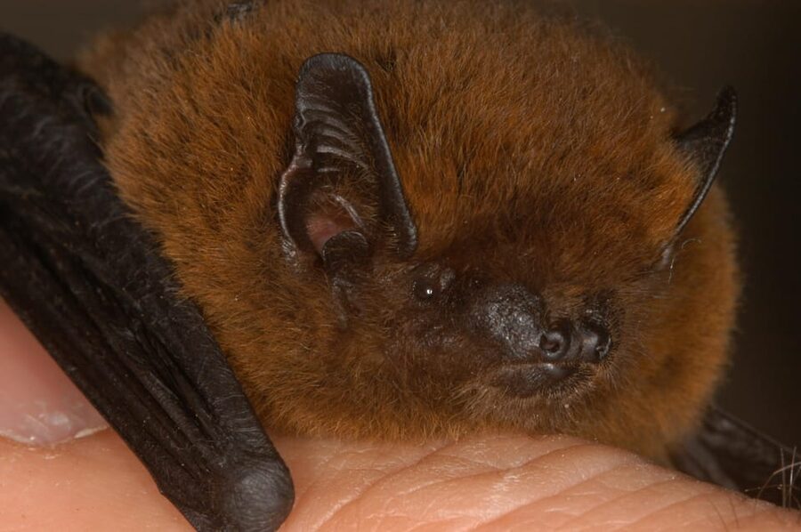 Bat Watching Madeira - Is $47 a fair price?