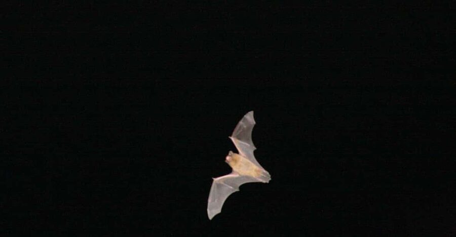 Bat Watching Madeira - Getting started near Funchal