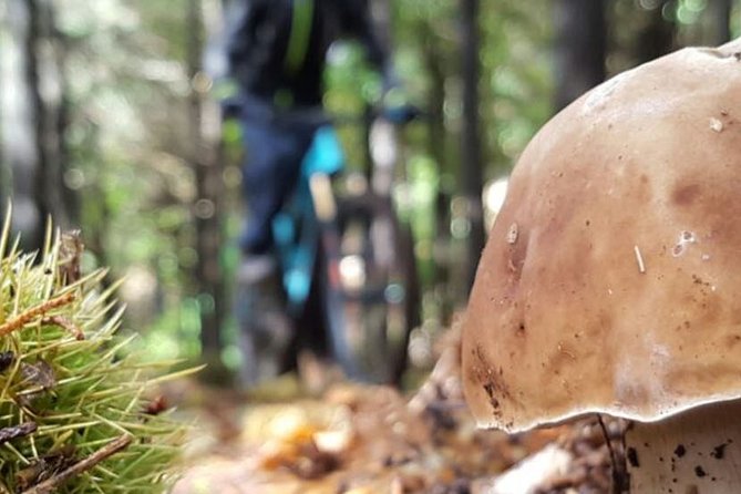 Botanical Trails of Madeira. Mountain biking Trail Experience - What makes this Madeira bike ride worth considering