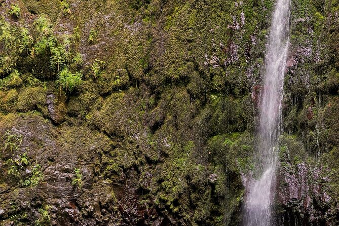 Caldeirão Verde Levadas Walk in Madeira - What the guide adds to the day