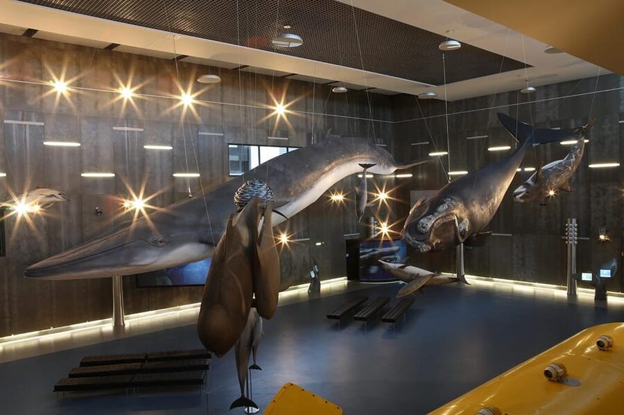 Caniçal : Madeira Whale Museum Entry ticket - Key points to know before you go