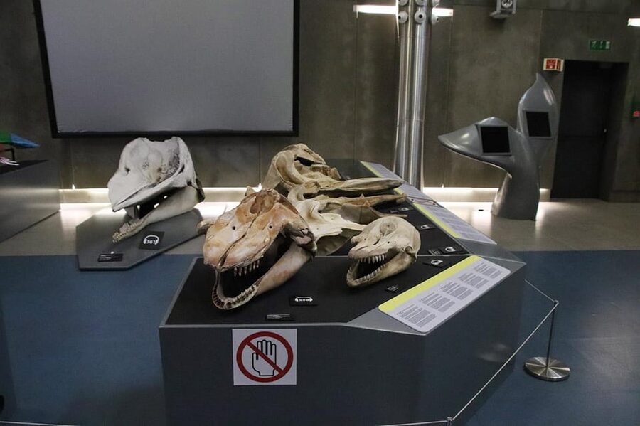 Caniçal : Madeira Whale Museum Entry ticket - An audio guide that lets you choose your pace