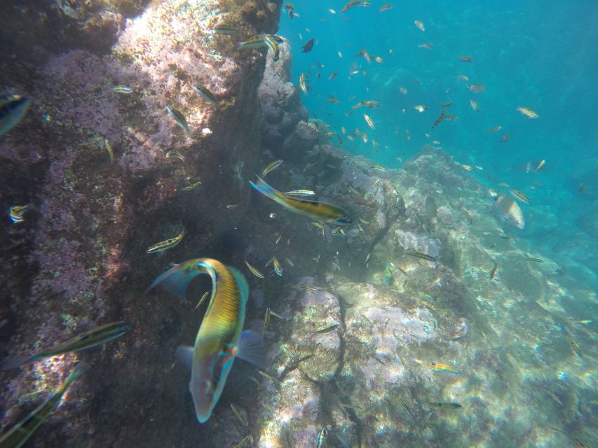 Caniço, Madeira: Marine Reserve Kayak & Snorkelling Tour - Smart preparation for the morning