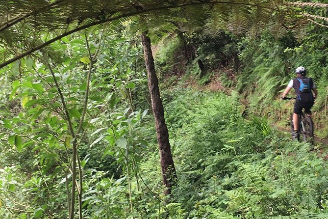 Cross Country - Moutain Bike Tour - The Laurel Forest section mixes nature with real riding