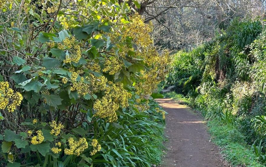 Discover the Paradise Valley - a quick escape for Everyone - Walking through Laurissilva forest