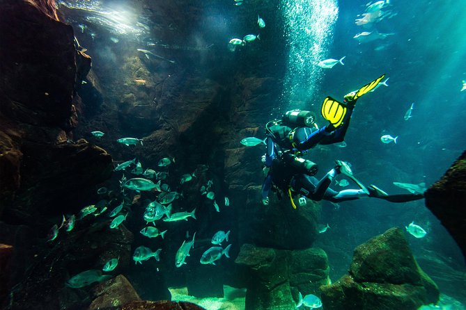 Diving in the Madeira Aquarium - How the 2-hour-30-minute session unfolds