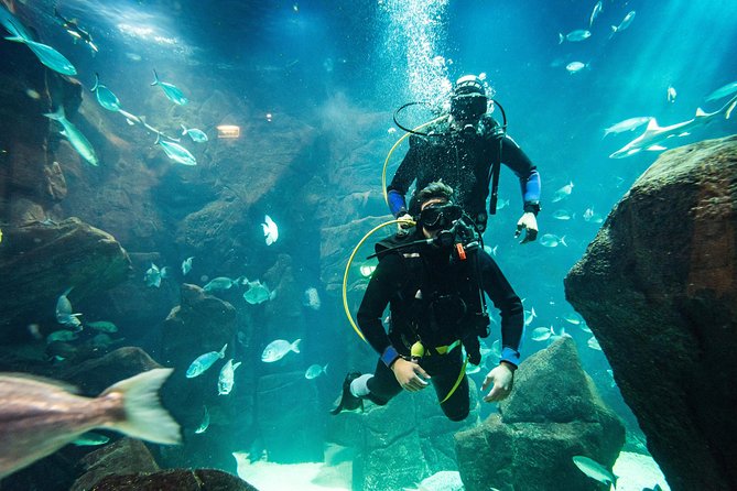 Diving in the Madeira Aquarium - Is $163.33 a fair price?