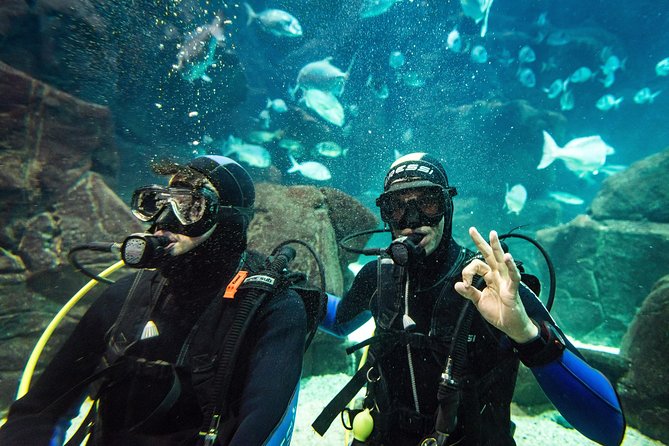 Diving in the Madeira Aquarium - Who should book this activity?