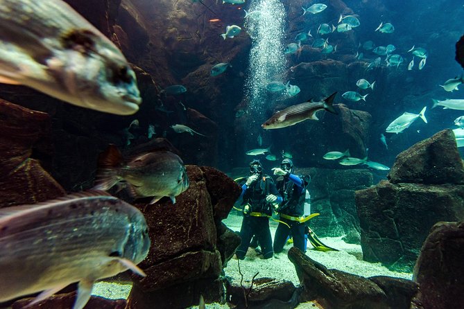 Diving in the Madeira Aquarium - The meeting point and the Porto Moniz setting