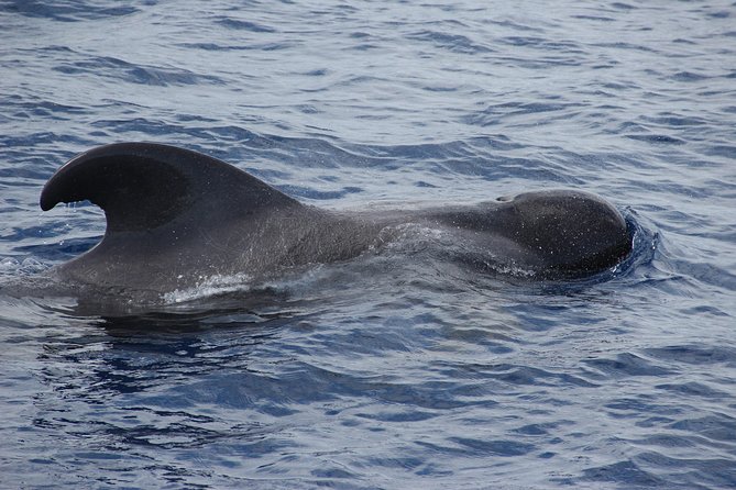 Dolphin and Whale Watching Catamaran Cruise from Funchal - Who will enjoy this Madeira boat trip