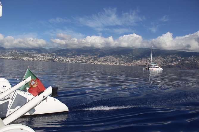 Dolphin and Whale Watching Catamaran Cruise from Funchal - Booking, cancellation, and practical details