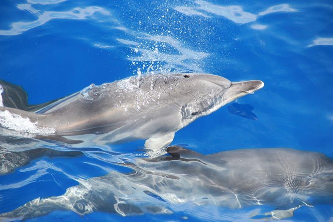 Dolphin and Whale Watching Catamaran Cruise from Funchal - Should you book the VMT Madeira Catamaran?