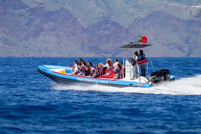 Dolphin - Whale - Turtle - Bird Watching - Leaving Funchal with the land spotters’ help