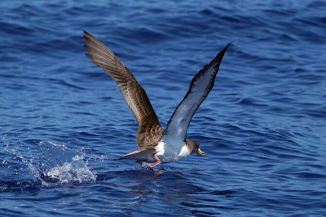Dolphin - Whale - Turtle - Bird Watching - The return past Funchal Bay and Câmara de Lobos
