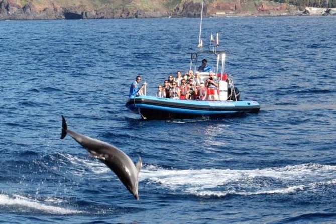 Dolphin - Whale - Turtle - Bird Watching - Price, group size, and the value of the RIB