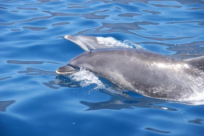 Dolphin - Whale - Turtle - Bird Watching - What to bring and how to plan the day