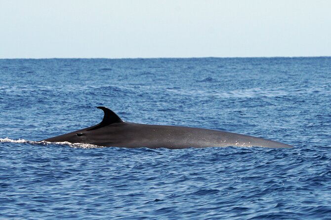 Dolphin - Whale - Turtle - Bird Watching - Should you book the Magic Dolphin safari?