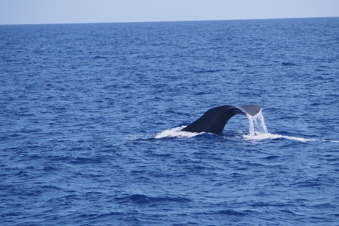 Dolphin - Whale - Turtle - Bird Watching - Dolphins, whales, turtles, and birds in open water