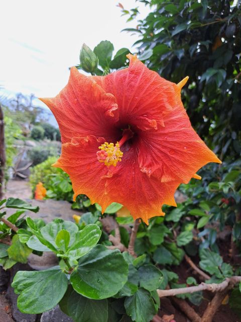 EAST MADEIRA:,Peaks, Forest walk,Thatched Roofs, Rum factory - A short walk through Madeira’s Laurel forest