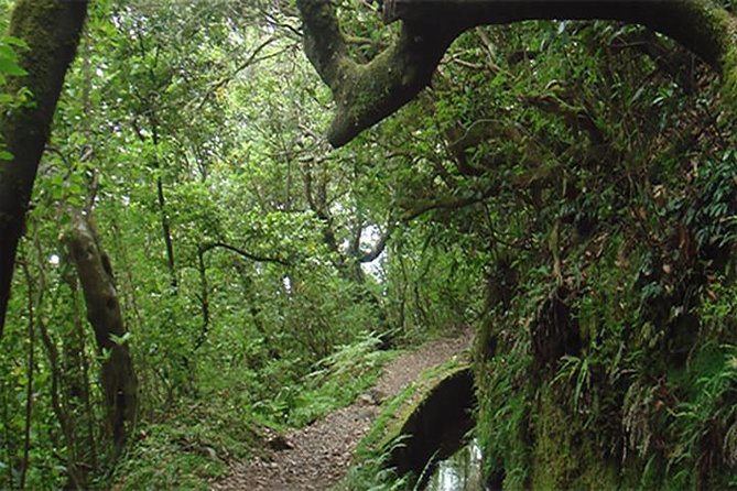 EAST: Pico do Arieiro & Laurissilva Forest - Full Day tour - Ponta de São Lourenço changes the island’s mood