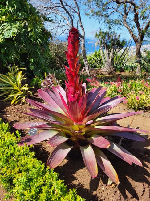 East Side of Madeira – Elegant Alternative to 4x4 Adventures - Why An Electric Vehicle Changes The Day