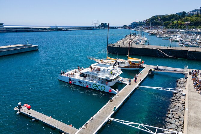 Eco-Friendly Catamaran Dolphin and Whale Watching - Price, timing, and who gets the best value