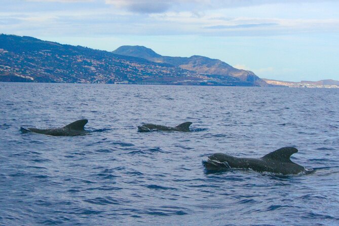 Eco-Friendly Catamaran Dolphin and Whale Watching - Practical tips for a better outing