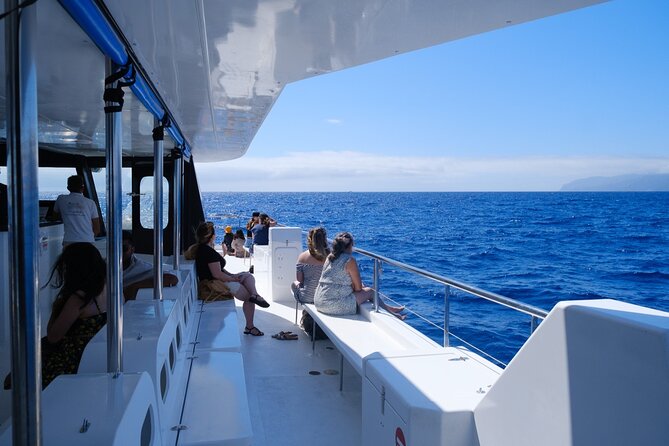 Eco-Friendly Catamaran Dolphin and Whale Watching - Watching dolphins and whales from the catamaran