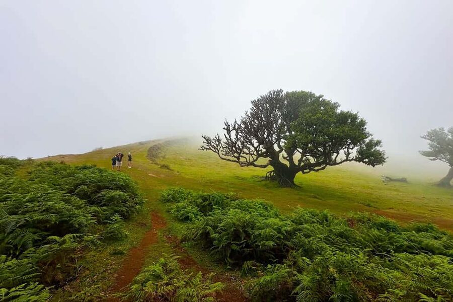 Fanal / Assobiadores - Levada Walk - Key points to know before you book