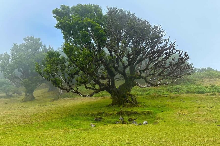 Fanal / Assobiadores - Levada Walk - Who should book the Paul da Serra to Fanal walk?