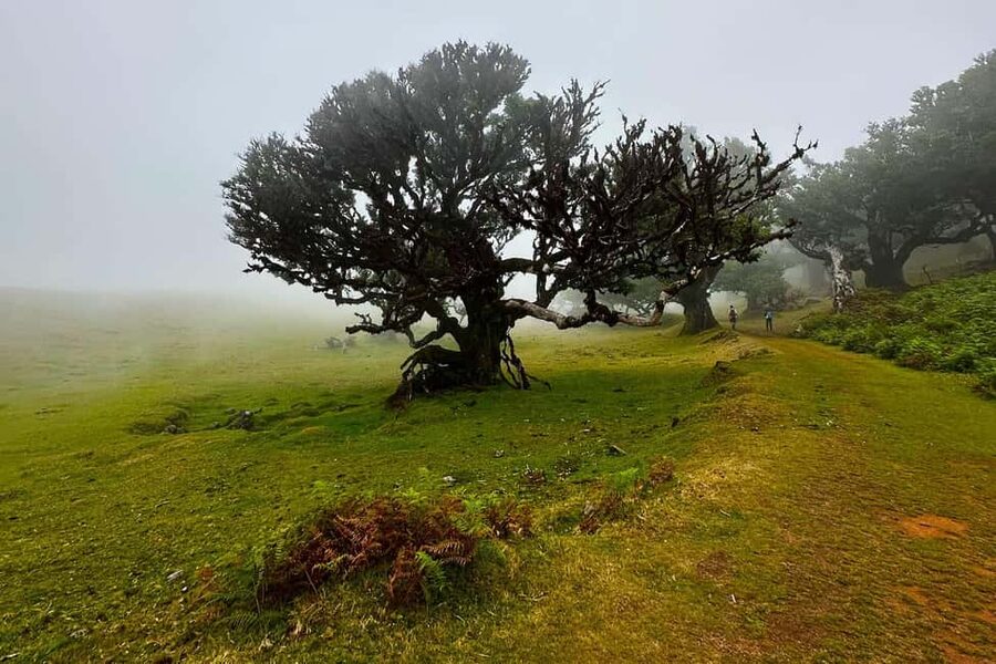 Fanal / Assobiadores - Levada Walk - Narrow paths, steep sections, and the right level of fitness